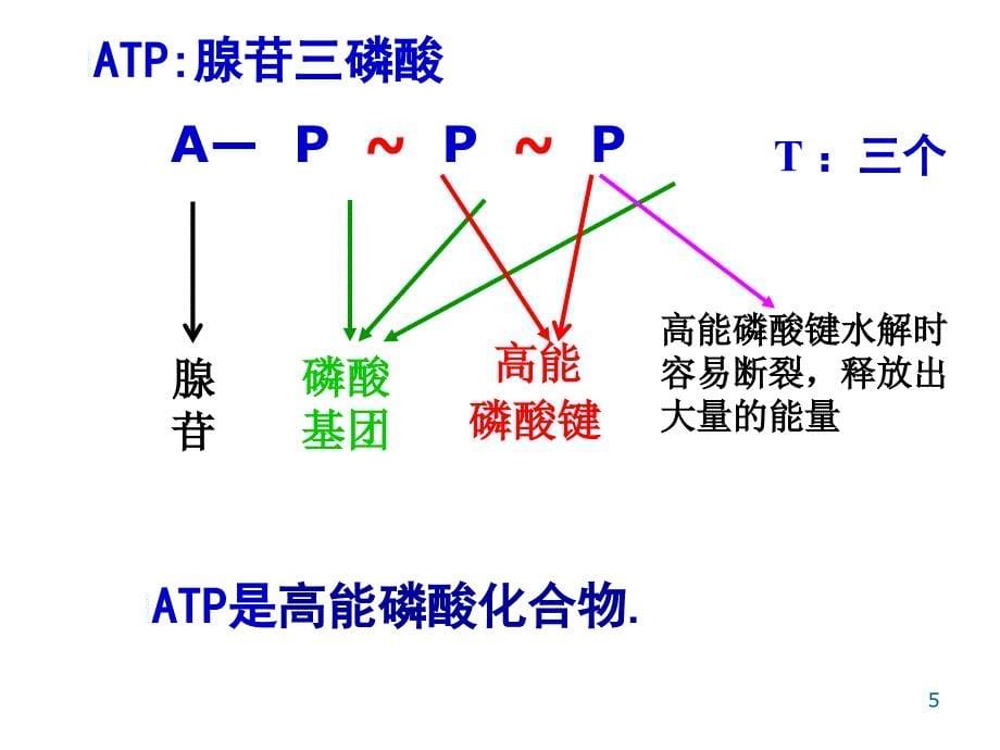 酶和光合作用_第5页