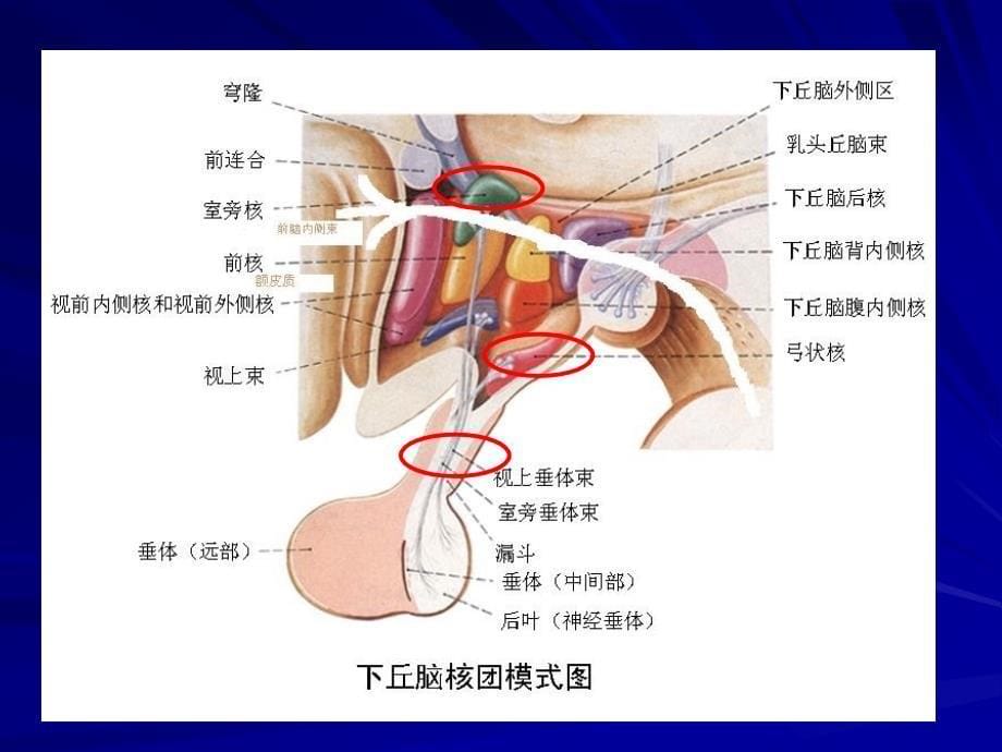 下丘脑综合征（神经内分泌疾病）_第5页