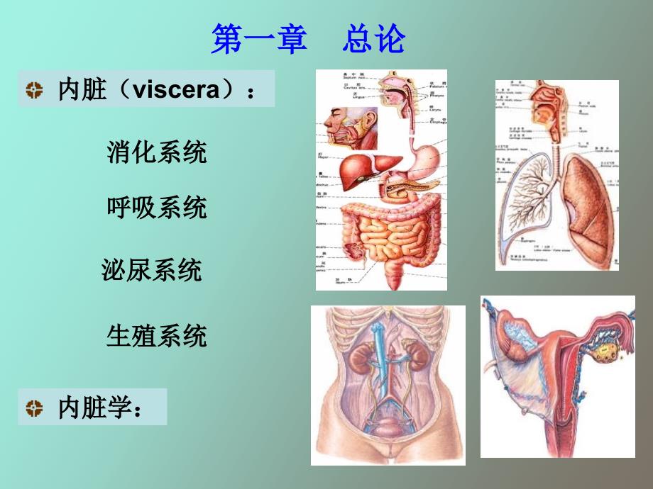 内脏学总论、消化管_第2页