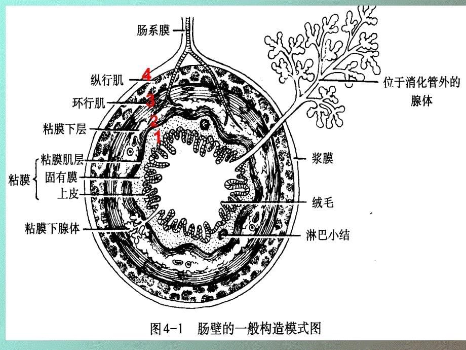 内脏学总论、消化管_第5页