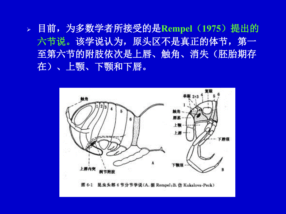 六章昆虫的头部及颈部_第4页