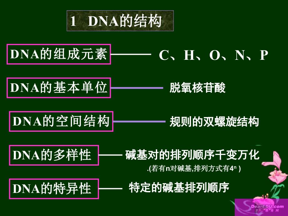 DNA结构和复制_第3页