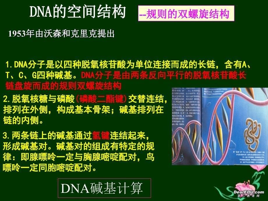 DNA结构和复制_第5页