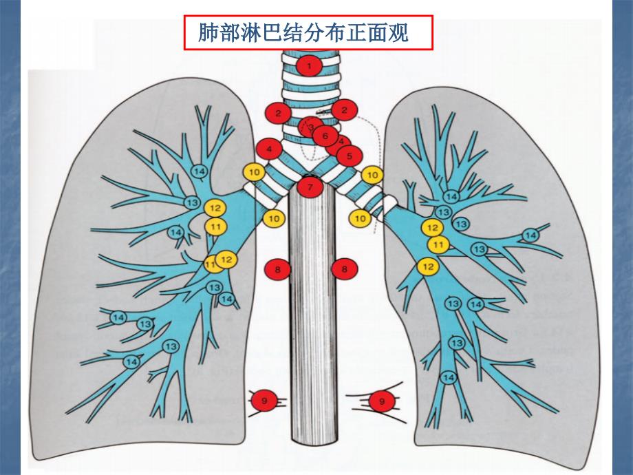 肺部淋巴结分组勾画幻灯1_第3页