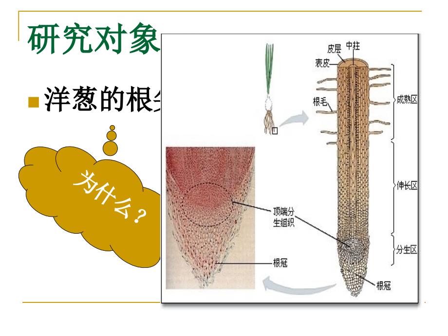 观察植物细胞的有丝分裂_第2页