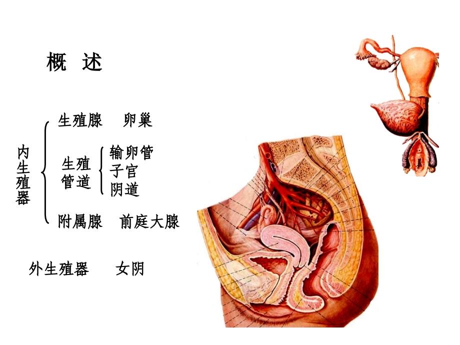 临床医学专业JXN解剖专业L女性生殖系统课件_第4页