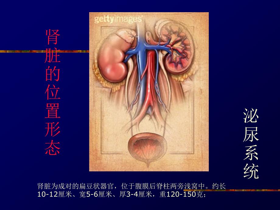 小儿血尿的鉴别诊断-he_第3页