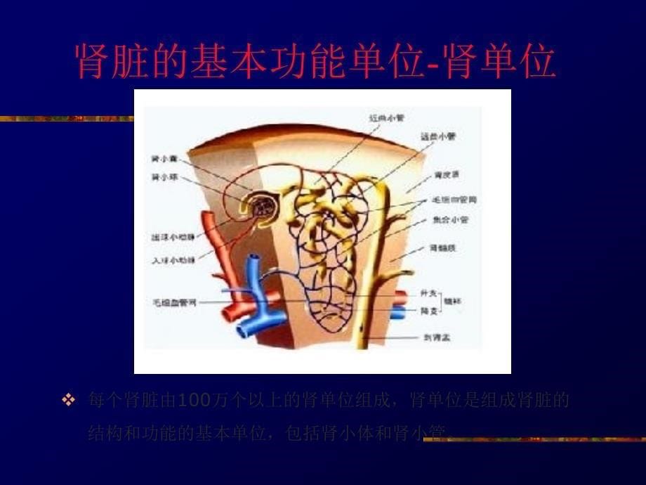 小儿血尿的鉴别诊断-he_第5页