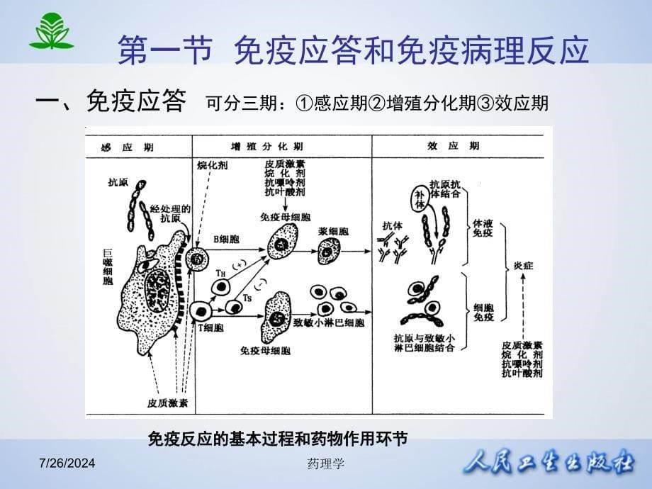 北京大学药理学第四十八章影响免疫功能的药物_第5页