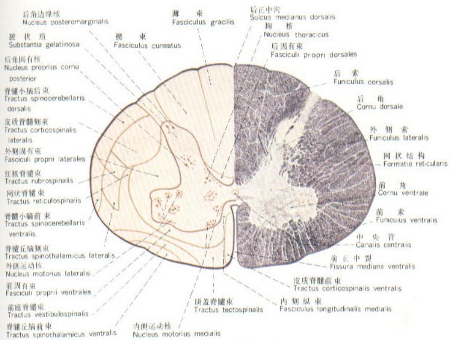 脊髓亚急性联合变性PPT课件_第3页