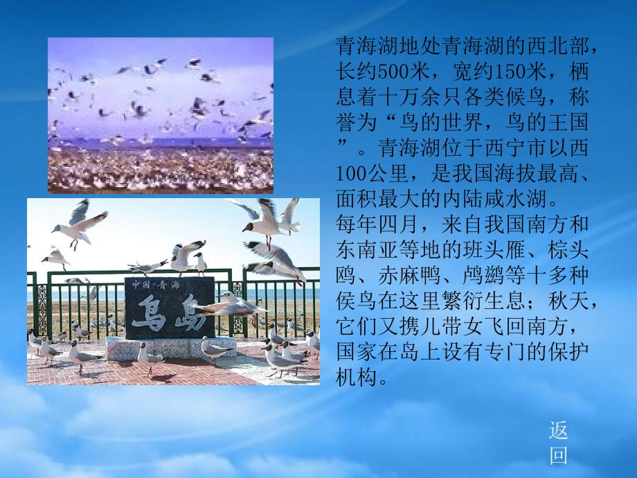 八级语文上册3.青海湖梦幻般的湖课件语文_第3页