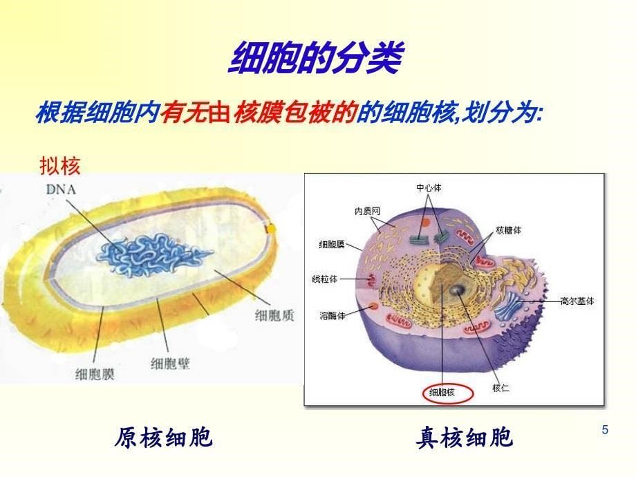 武碧珠1.2细胞的多样性与统一性_第5页