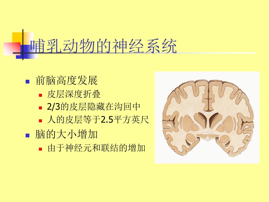 大脑开发潜能二_第1页