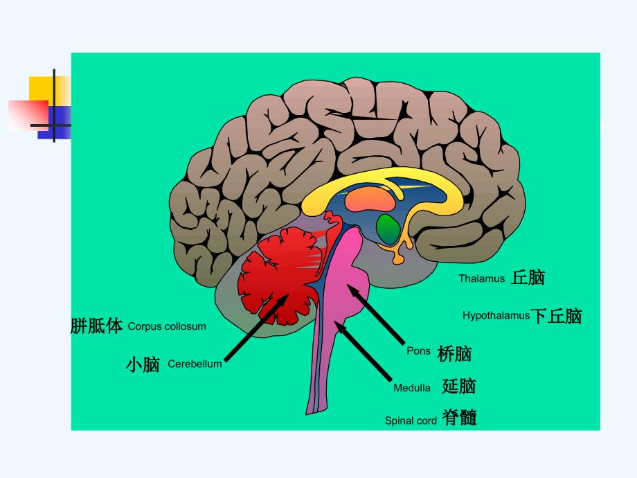 大脑开发潜能二_第2页