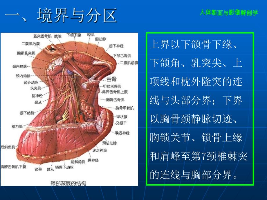 颈部断层解剖学PowerPoint演示文稿_第4页