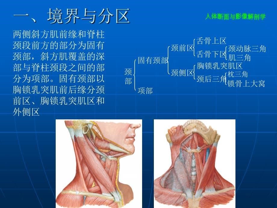 颈部断层解剖学PowerPoint演示文稿_第5页