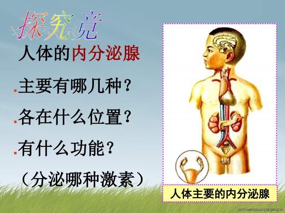 七年级生物激素与生长发育_第5页