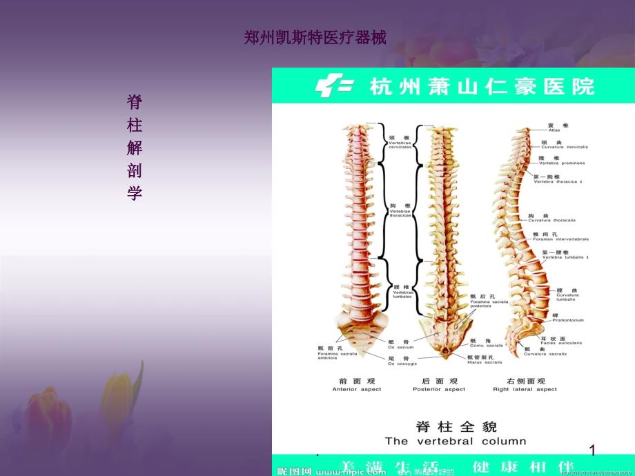 脊柱基础解剖学ppt课件_第1页