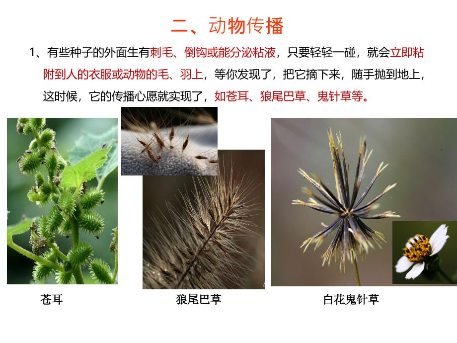 植物种子的传播方式-幼儿园_第3页