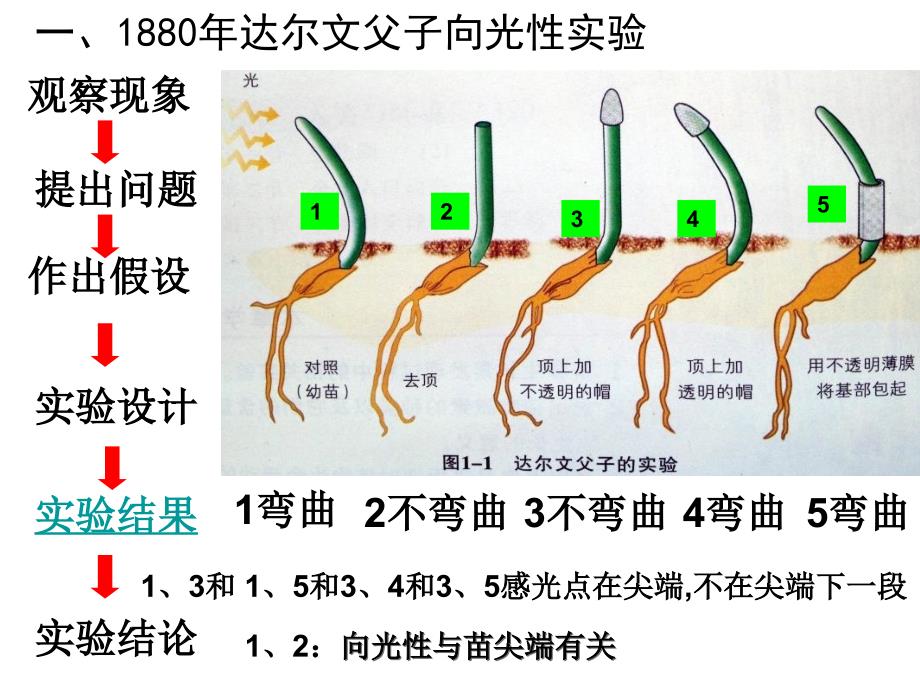 植物生命活动的调节浙科版1_第3页