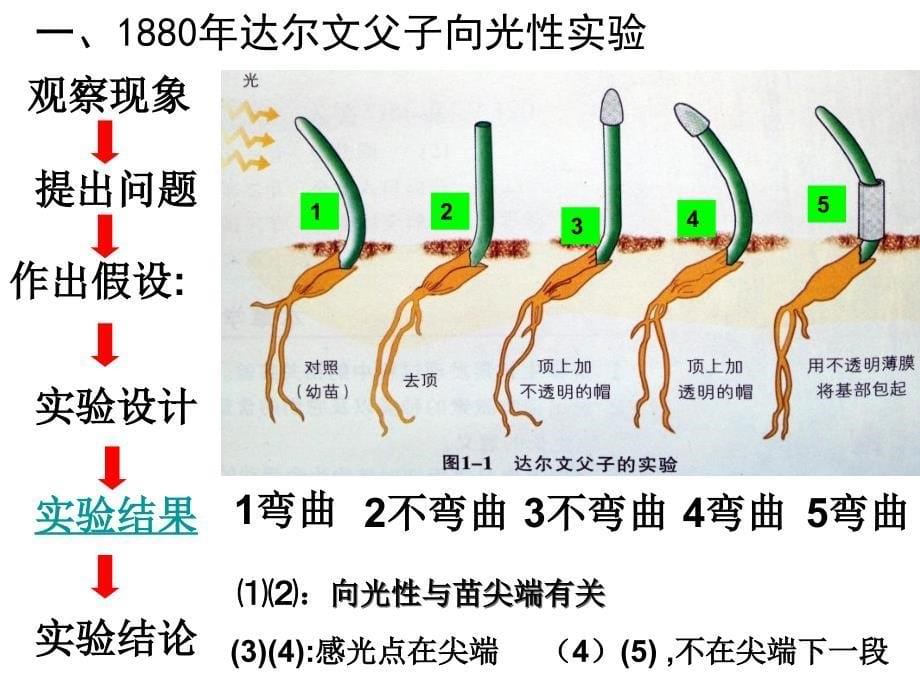 植物生命活动的调节浙科版1_第5页