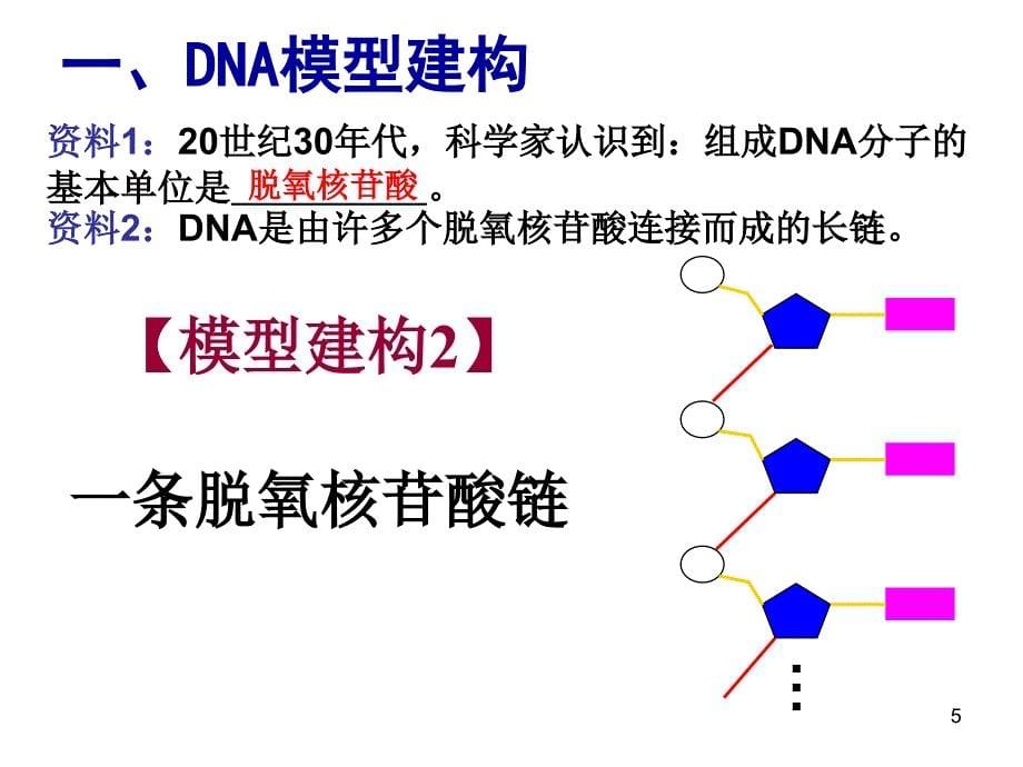 C32.DNA分子的结构_第5页