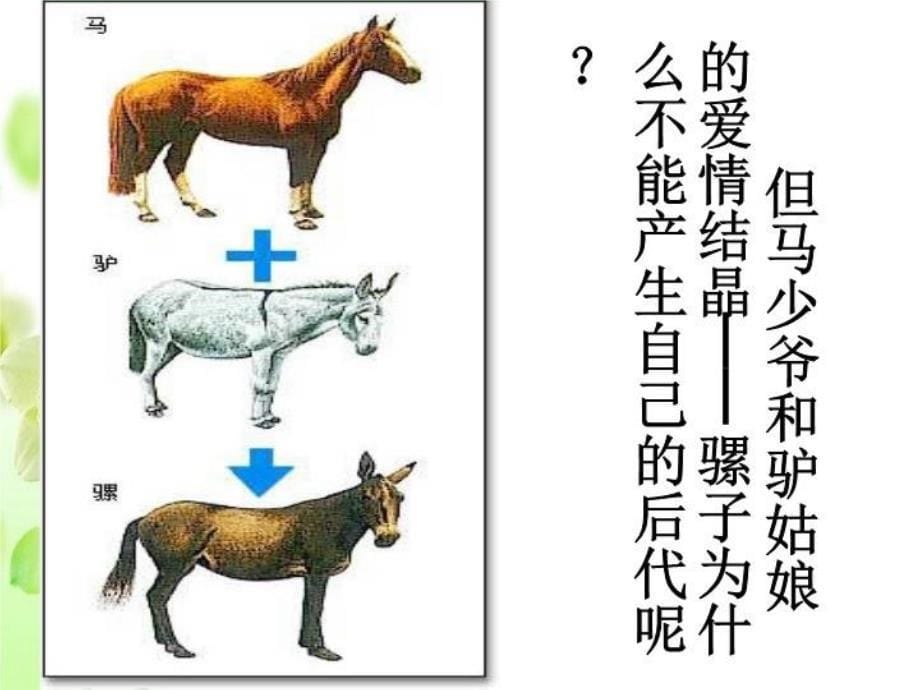 最新在这个世界上几乎所有的生物都能产生自己的后代精品课件_第5页