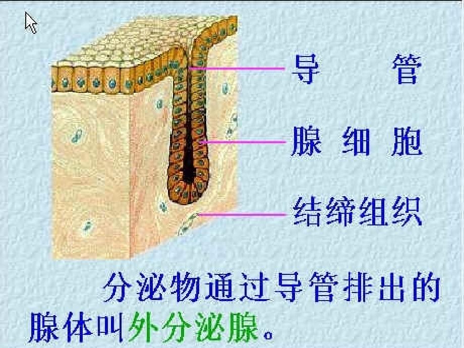 人教版生物七年级下册4.6.4激素调节课件共36张PPT_第4页