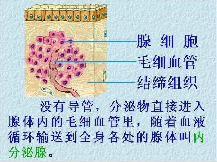 人教版生物七年级下册4.6.4激素调节课件共36张PPT_第5页