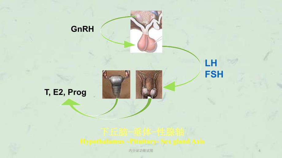 内分泌功能试验课件_第4页