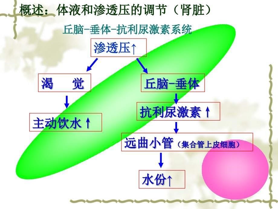 外科病人的体液失衡_第5页