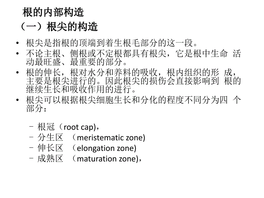 根的内部构造PPT课件_第1页