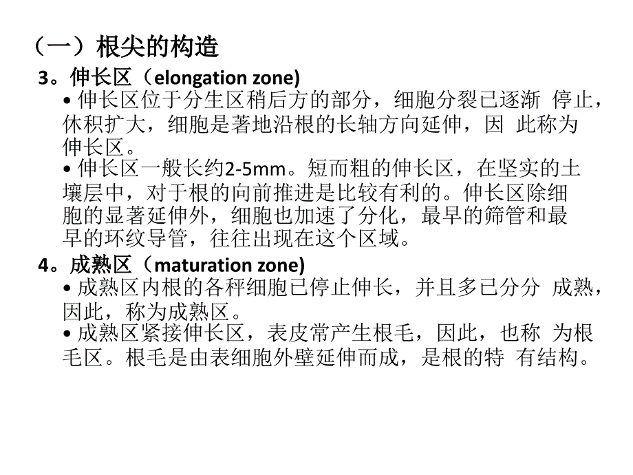 根的内部构造PPT课件_第3页