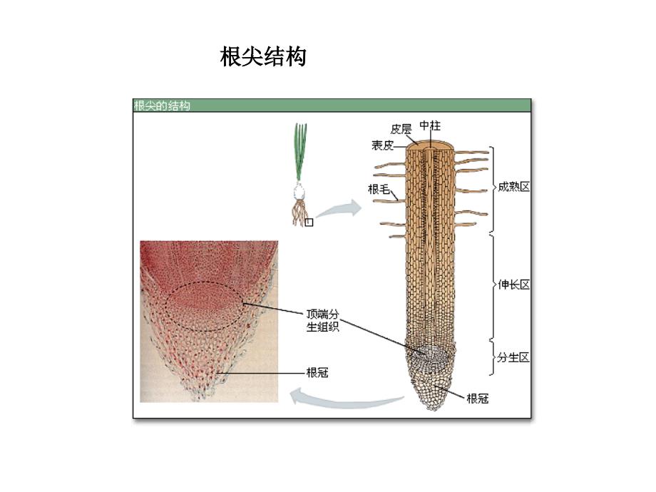 根的内部构造PPT课件_第4页