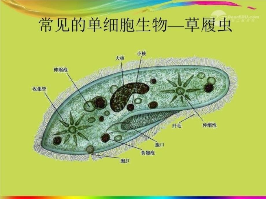 七年级生物上册《单细胞生物》课件 新人教版培训资料_第5页