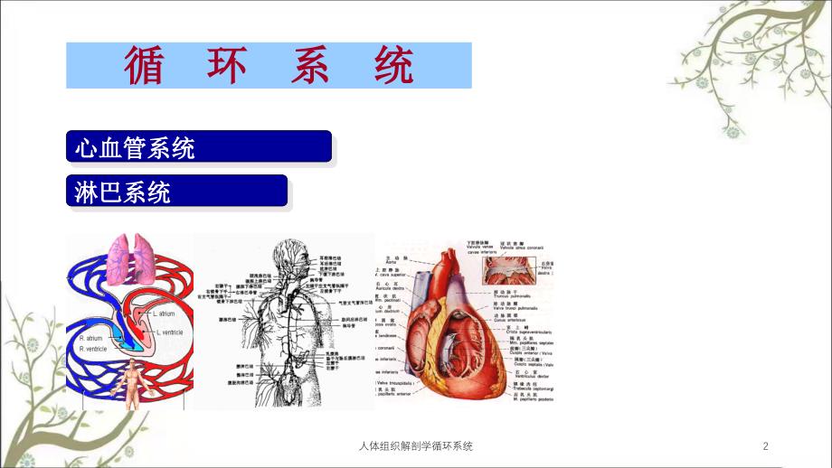 人体组织解剖学循环系统课件_第2页