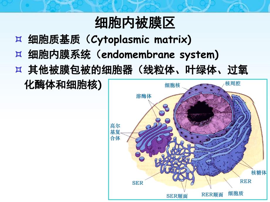 细胞质基质与内膜系统_第3页