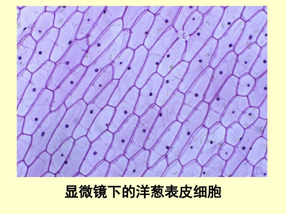 第一节植物细胞的结构和功能7_第2页