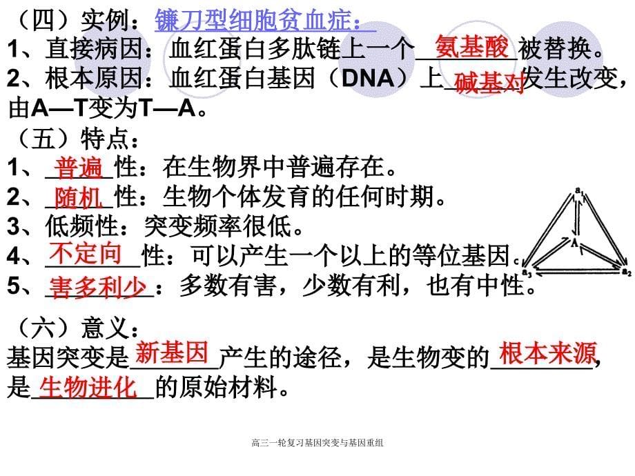 高三一轮复习基因突变与基因重组课件_第5页