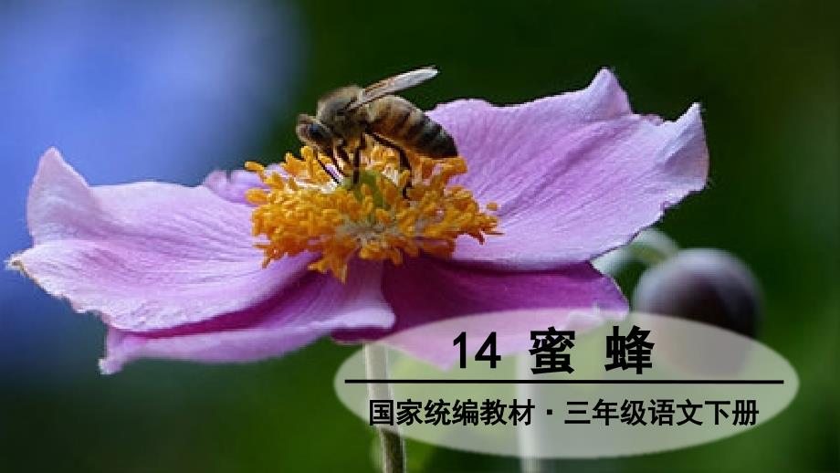 部编版三年级下册语文 14 蜜蜂 公开课课件 2_第2页