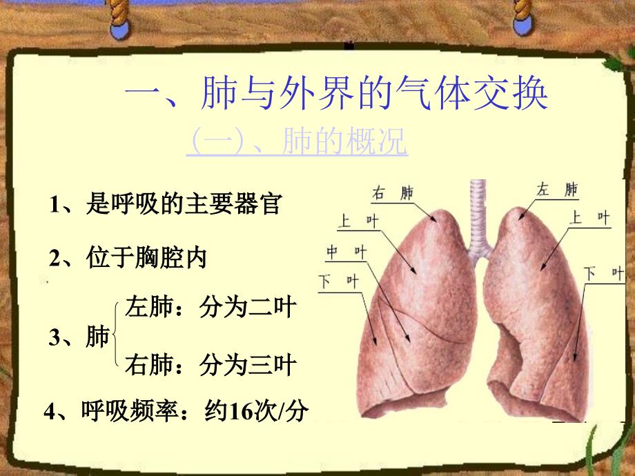 第二节-发生在肺内的气体交换课件_第3页