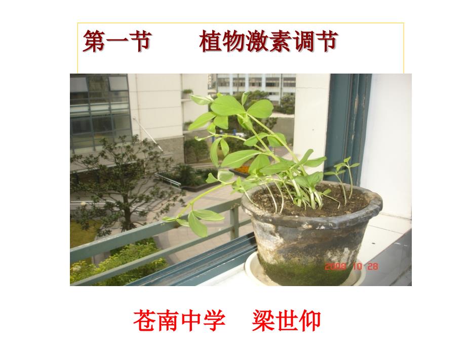 医学课件第一节植物激素调节_第1页