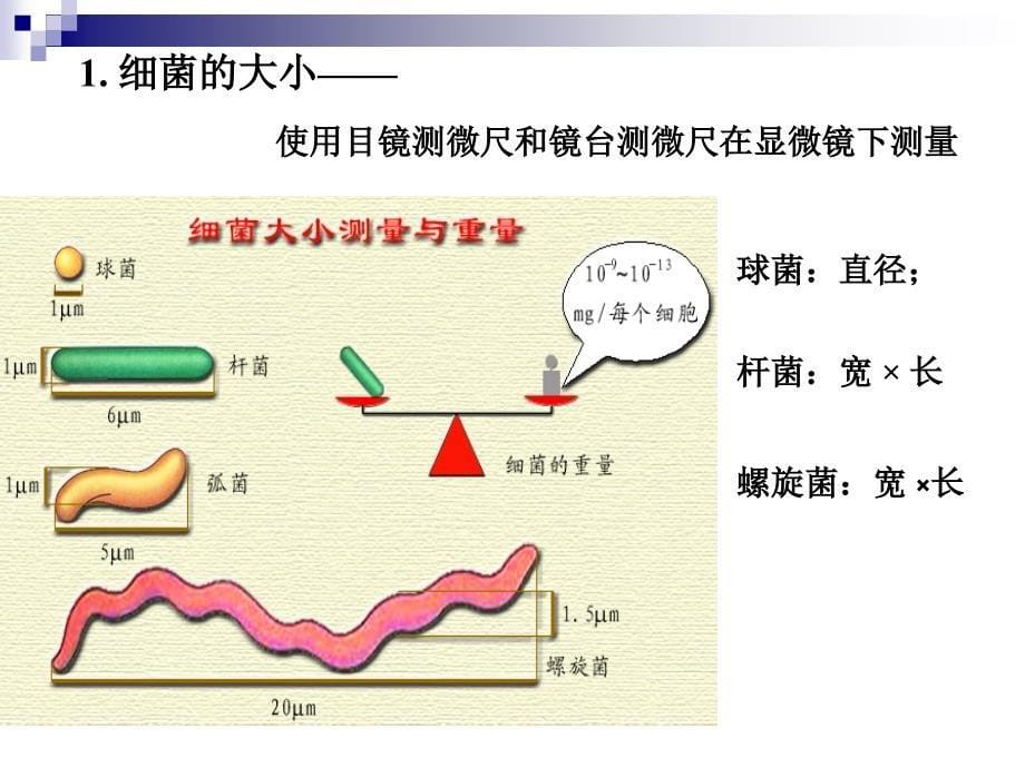 微生物学与免疫学：2-原核微生物_第5页