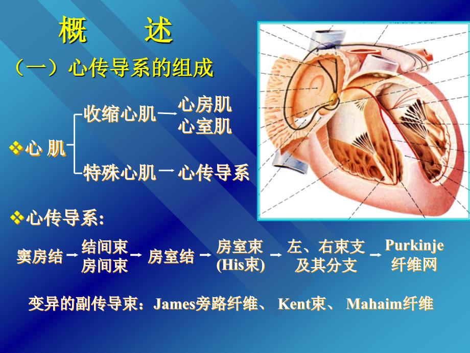 心脏传导系统剖析课件_第2页