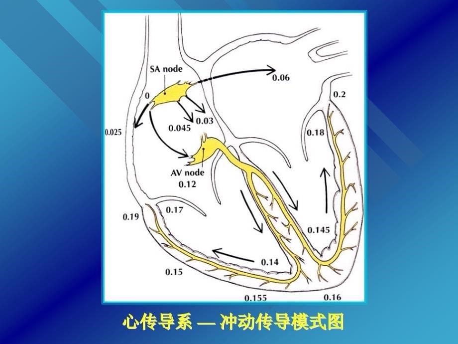 心脏传导系统剖析课件_第5页