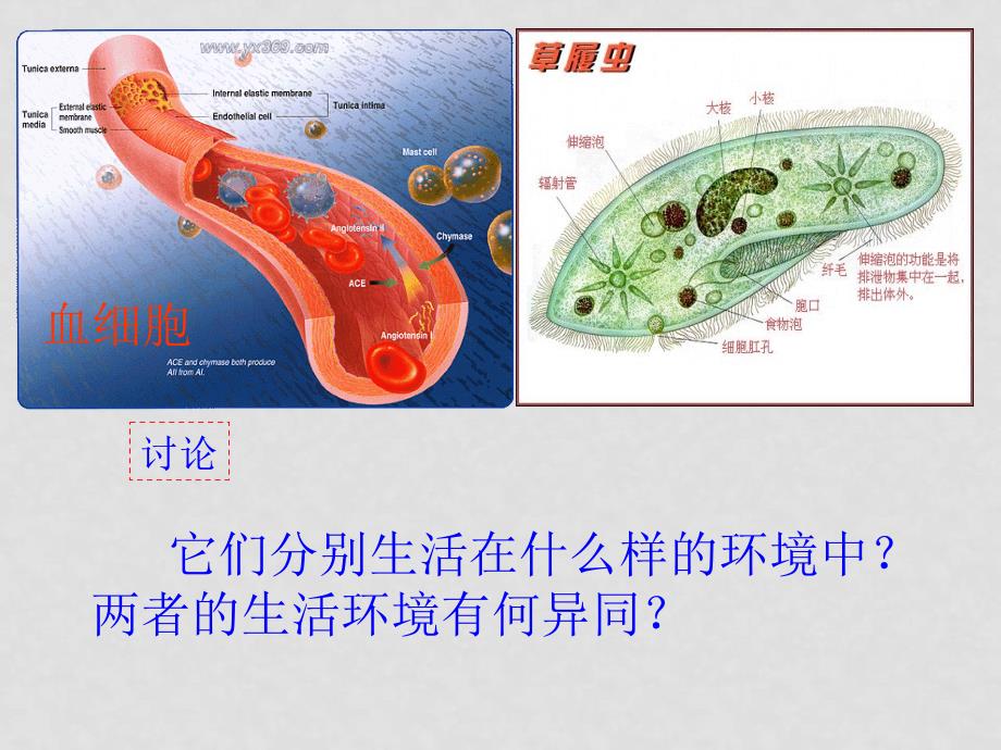 高中生物第一章人体的内环境与稳态课件新人教版_第4页