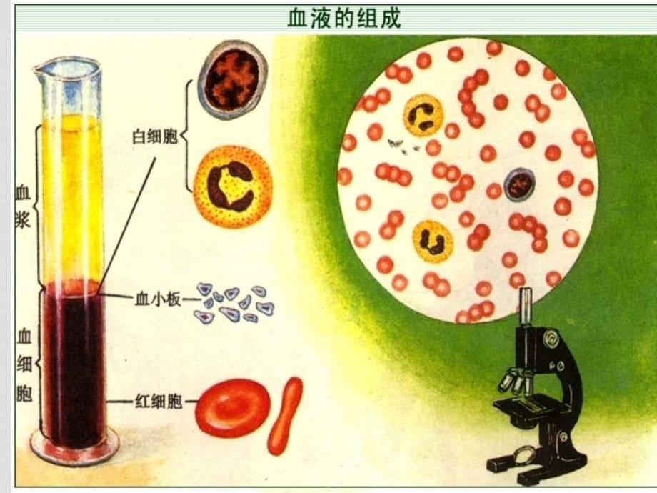 高中生物第一章人体的内环境与稳态课件新人教版_第5页