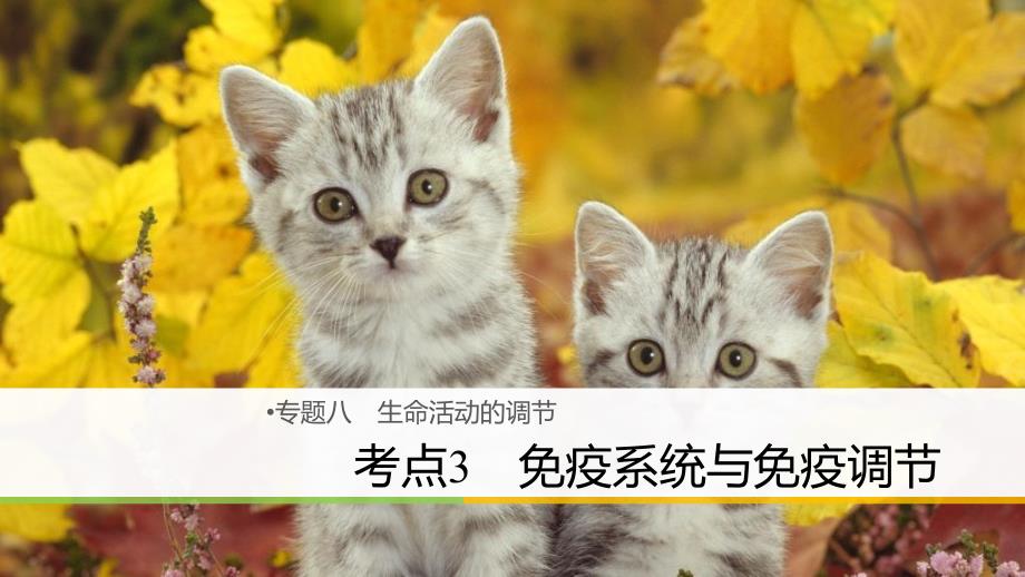 高三生物八 生命活动的调节 3 免疫系统与免疫调节 新人教版_第1页