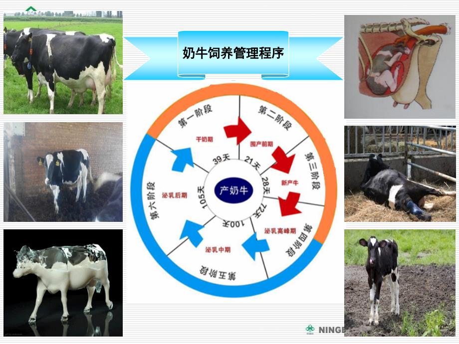 《犊牛的饲养管理》PPT课件_第2页