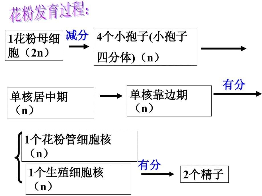 3.2月季的花药培养课件辛越权_第5页